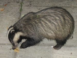 This badger clearly has the hiccups. Why else would he be eating peanut butter?